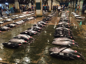 魚市場に並ぶマグロ類